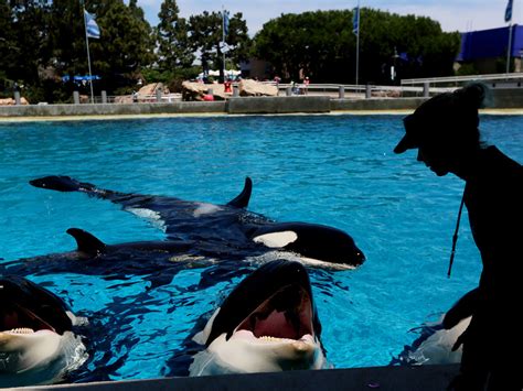 Lawmaker Wants To Ban Orcas At San Diego's SeaWorld : The Two-Way : NPR