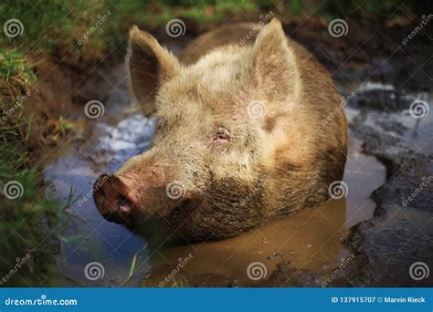 Happy Farm Pig stock image. Image of enjoying, selfsustaining - 137915707