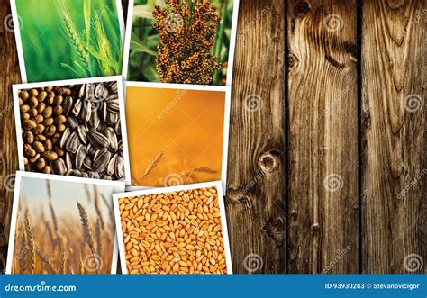 Planta Del Cereal Que Cultiva En Collage De La Foto De La Agricultura