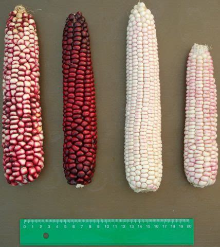 corn varieties – Healthy Food Near Me