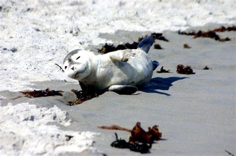 Harp Seal Ocean Treasures Memorial Library