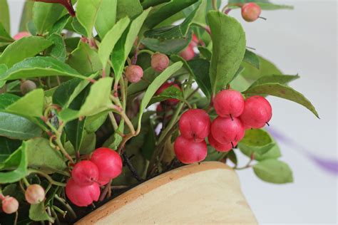 Gaultheria procumbens