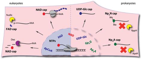 Noncanonical Metabolite RNA Caps Classification Quantification De