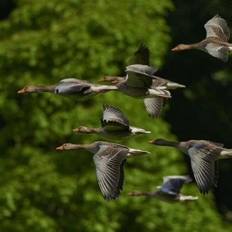 Stream Regardez Les Oiseaux Du Ciel A From Jean Louis Gaillard