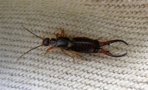 Дихлофос: состав, свойства, инструкция по применению Как избавиться от ...