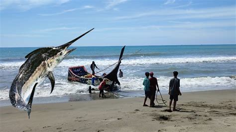 Wow Hasil Tangkapan Ikan Nelayan Jangka Menangkap Ikan Layaran Di Laut