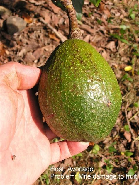 Avocado Tree Problems Common Avocado Tree Pests And Diseases Avocado