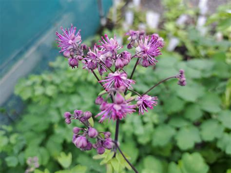 THALICTRUM ‘My Little Favourite’ - Avondale Nursery