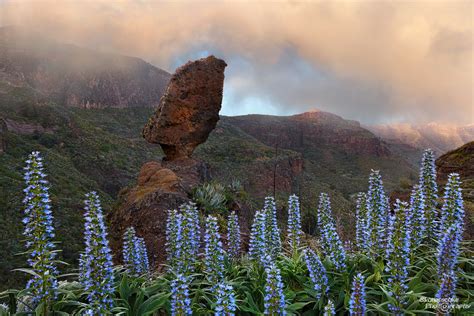 Tajinastes Azul With Hoodoo Gran Canaria Spain Europe