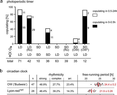 Photoperiodic timer and circadian clock in P. apterus males. (a ...