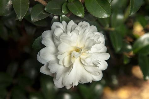 Camellia Sasanqua October Magic Ivory Camellia From Flowerwood