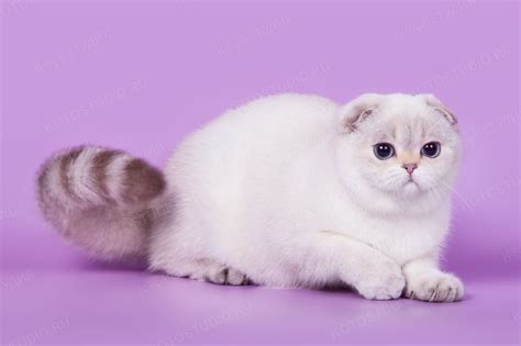 Породы вислоухих кошек. Особенности видов, окраса. Отличия по шерсти ...