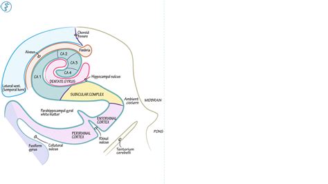 Neuroanatomy: Hippocampus | Draw It to Know It