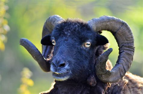 Ram Sheep Black Free Photo On Pixabay Pixabay