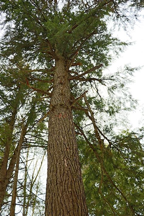 Tsuga Canadensis Eastern Hemlock Trees Canadensis