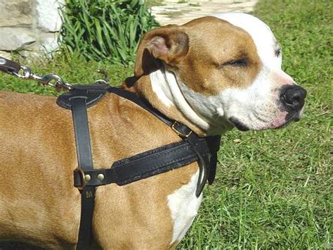 Buy Leather Dog Pulling Harnesstracking Dog Harness