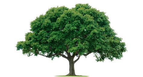 Fast Facts: Trees