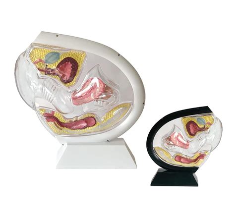 Buy Uterine Reproductive System Model Transparent Uterus Model