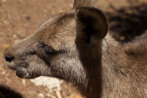 Free Images Wildlife Zoo Mammal Fauna Close Up Snout Vertebrate