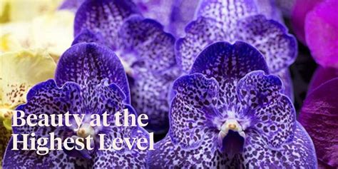 What Is a Vanda Orchid and Why Are They Popular? - Article onThursd