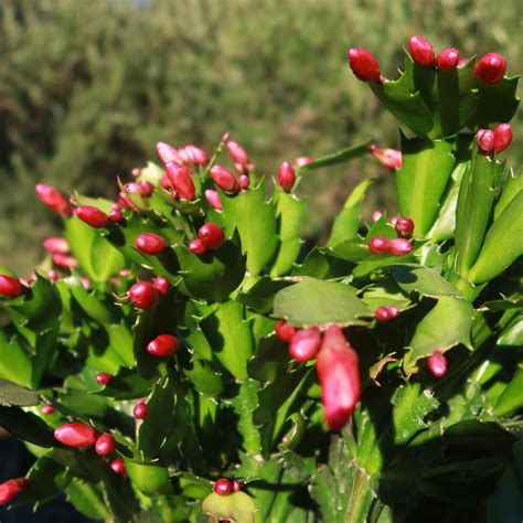 Buy Holiday Cactus Schlumbergera Online Red Flowers Planet Desert