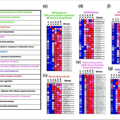 Enriched Canonical Pathways And The Expression Of Different De Genes Download Scientific