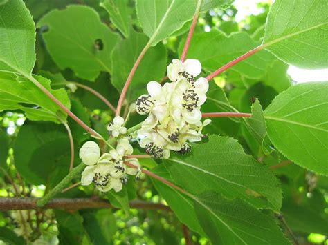 File:Actinidia arguta 0906.JPG - Wikimedia Commons