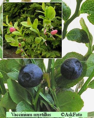 Vaccinium Myrtillus Vild Bl B R Bl B R B R