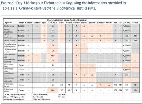 Solved Lab Exercise 11 Making A Dichotomous Key With