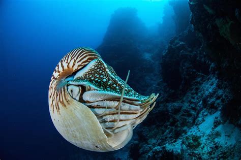 Nautilus: Protect the Past