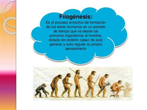 Enfoques Del Desarrollo Evolutivo