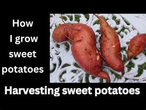 Cutting Growing Sweet Potatoes In Grow Bags