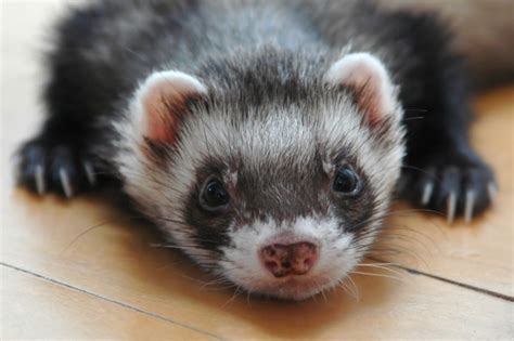 🔥 [83+] Cute Ferret Wallpapers | WallpaperSafari