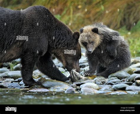 Grizzly Bear Ursus Arctos Horribilis Adult Female With Cub Feeding On