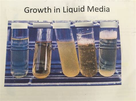 Growth In A Liquid Media Diagram Quizlet