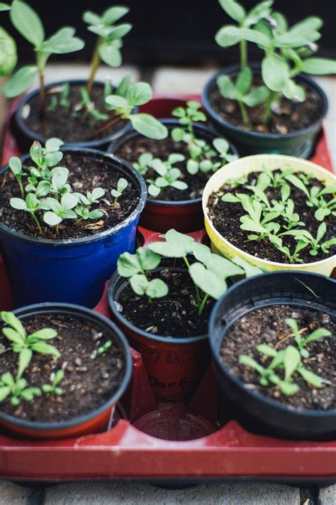 Jardinagem Como Esse H Bito Pode Melhorar A Sua Vida