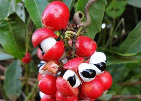 Guarana Crops In Brazil