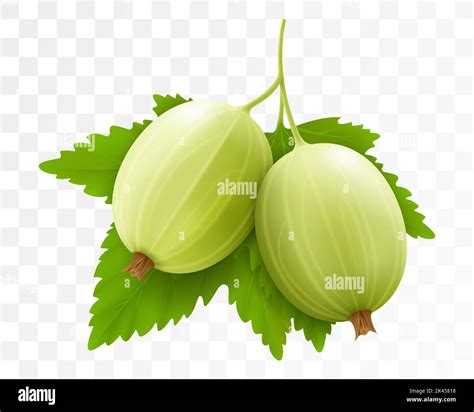 Realistic Detailed 3d Gooseberries With Green Leaves Isolated On