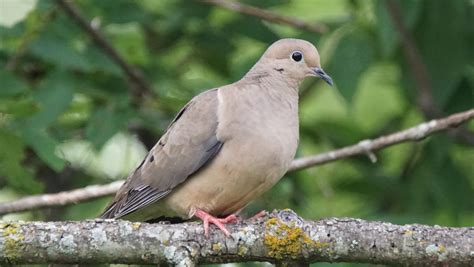 Mourning Dove Female