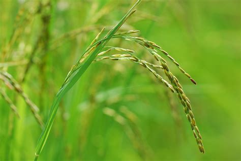 Rice Hulls For Gardening Experts Explain The Benefits Livingetc