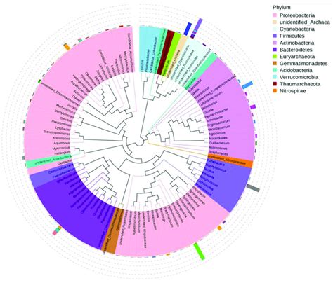 Evolutionary tree and abundance of the identified bacterial species ...