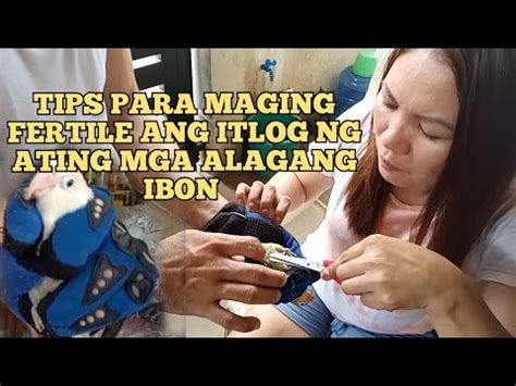 TIPS PARA MAGING FERTILE ANG ITLOG NG ATING MGA ALAGANG IBON YouTube