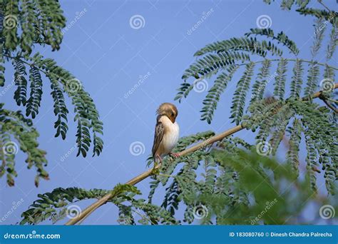 Baya Weaver Bird Natural Nature Wallpaper Stock Photo Image Of