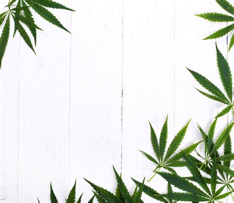 Free Photo | Cannabis leaf plant background