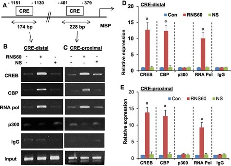 Rns Treatment Induces The Recruitment Of Creb To The Mbp Gene