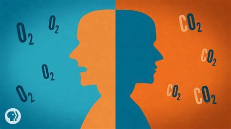 Oxygen And Carbon Dioxide Cycle In Human