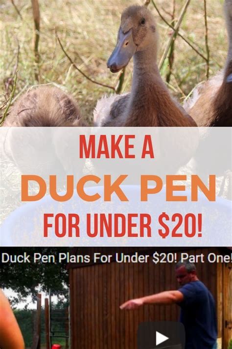 Build A Duck Pen For Under 20 With This Video Tutorial Part One