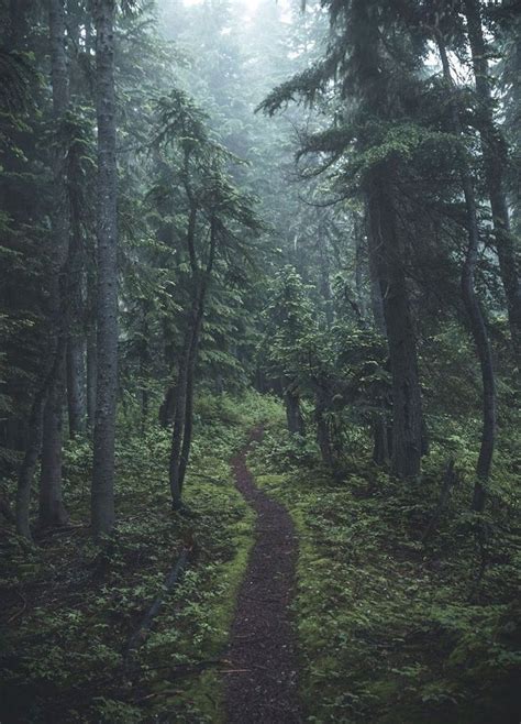 Faerie Moss and Fern | Nature photography, Beautiful nature, Beautiful ...