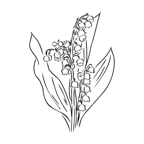 Premium Vector Vector Isolated Single Lily Valley Branch Colorless Black And White Contour