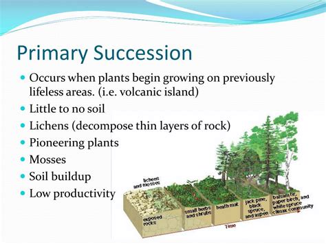 Ppt Ib Biology Powerpoint Presentation Free Download Id5383507